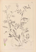 Herbier de la flore française Pl0480 - Louis Antoine Cusin — artwork view