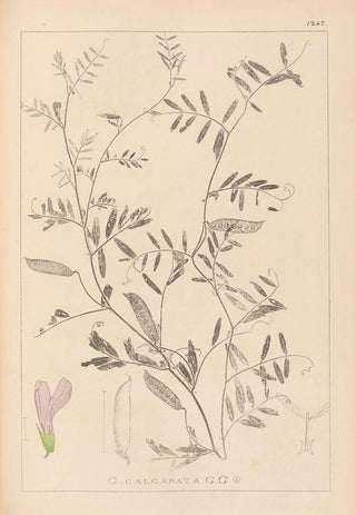 Herbier de la flore française Pl0480 - Louis Antoine Cusin — artwork view