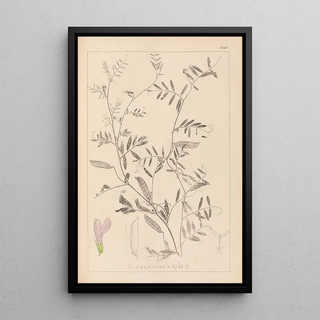 Herbier de la flore française Pl0480 - Louis Antoine Cusin — framed artwork on a wall