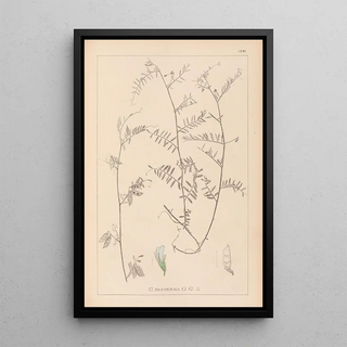 Herbier de la flore française Pl0481 - Louis Antoine Cusin — framed artwork on a wall