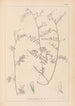 Herbier de la flore française Pl0481 - Louis Antoine Cusin — artwork view
