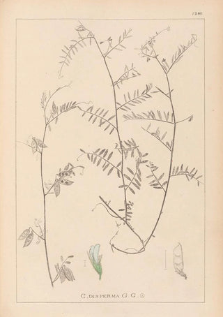 Herbier de la flore française Pl0481 - Louis Antoine Cusin — artwork view