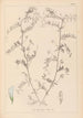 Herbier de la flore française Pl0482 - Louis Antoine Cusin — artwork view