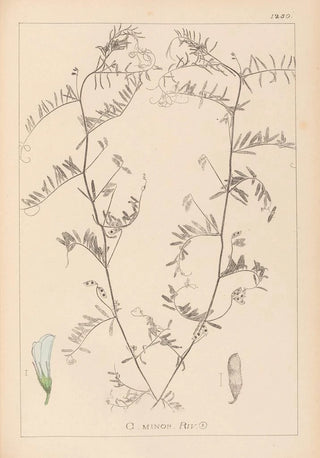Herbier de la flore française Pl0482 - Louis Antoine Cusin — artwork view