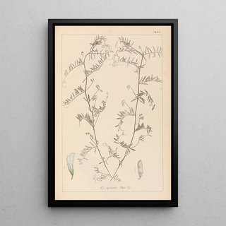 Herbier de la flore française Pl0482 - Louis Antoine Cusin — framed artwork on a wall