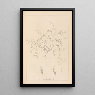 Herbier de la flore française Pl0483 - Louis Antoine Cusin — framed artwork on a wall