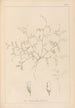 Herbier de la flore française Pl0483 - Louis Antoine Cusin — artwork view