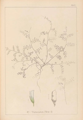 Herbier de la flore française Pl0483 - Louis Antoine Cusin — artwork view