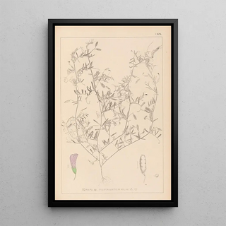 Herbier de la flore française Pl0484 - Louis Antoine Cusin — framed artwork on a wall