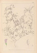 Herbier de la flore française Pl0484 - Louis Antoine Cusin — artwork view