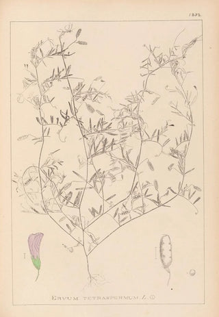Herbier de la flore française Pl0484 - Louis Antoine Cusin — artwork view