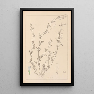 Herbier de la flore française Pl0486 - Louis Antoine Cusin — framed artwork on a wall