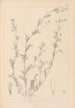 Herbier de la flore française Pl0486 - Louis Antoine Cusin — artwork view