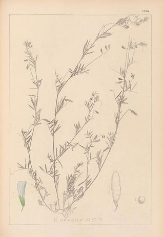Herbier de la flore française Pl0486 - Louis Antoine Cusin — artwork view