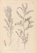 Herbier de la flore française Pl0487 - Louis Antoine Cusin — artwork view