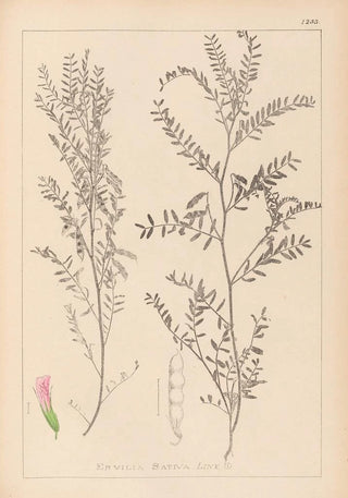 Herbier de la flore française Pl0487 - Louis Antoine Cusin — artwork view
