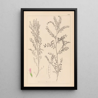 Herbier de la flore française Pl0487 - Louis Antoine Cusin — framed artwork on a wall