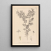 Herbier de la flore française Pl0488 - Louis Antoine Cusin — framed artwork on a wall