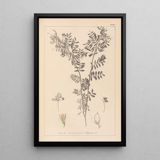Herbier de la flore française Pl0488 - Louis Antoine Cusin — framed artwork on a wall