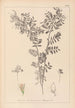 Herbier de la flore française Pl0488 - Louis Antoine Cusin — artwork view