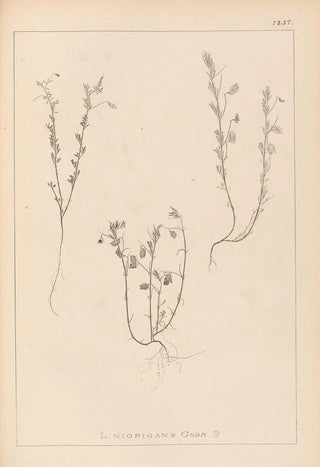 Herbier de la flore française Pl0489 - Louis Antoine Cusin — artwork view