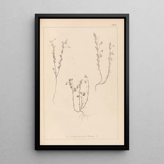Herbier de la flore française Pl0489 - Louis Antoine Cusin — framed artwork on a wall