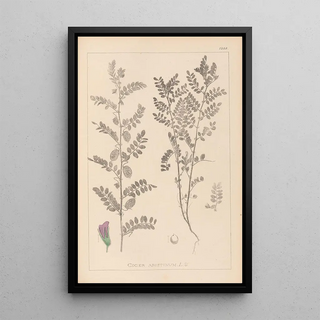 Herbier de la flore française Pl0490 - Louis Antoine Cusin — framed artwork on a wall