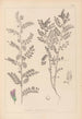Herbier de la flore française Pl0490 - Louis Antoine Cusin — artwork view