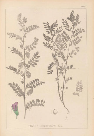 Herbier de la flore française Pl0490 - Louis Antoine Cusin — artwork view