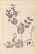 Herbier de la flore française Pl0491 - Louis Antoine Cusin — artwork view