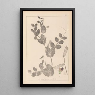 Herbier de la flore française Pl0491 - Louis Antoine Cusin — framed artwork on a wall