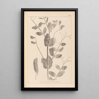 Herbier de la flore française Pl0492 - Louis Antoine Cusin — framed artwork on a wall