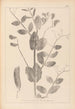 Herbier de la flore française Pl0492 - Louis Antoine Cusin — artwork view