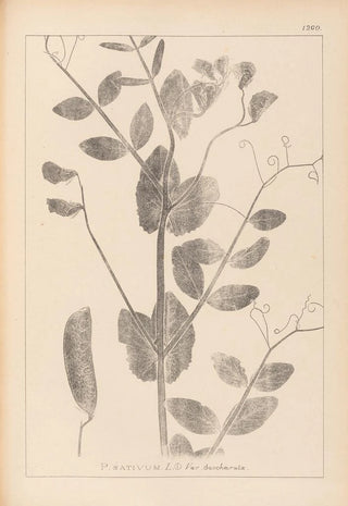 Herbier de la flore française Pl0492 - Louis Antoine Cusin — artwork view