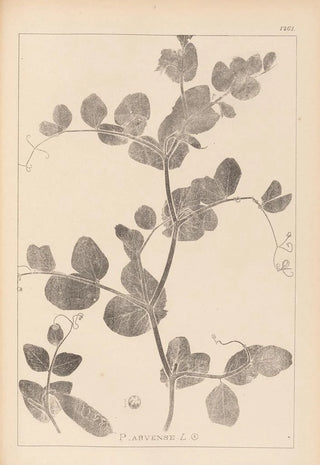 Herbier de la flore française Pl0493 - Louis Antoine Cusin — artwork view