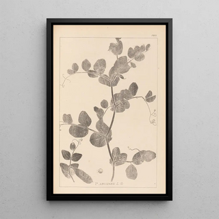Herbier de la flore française Pl0493 - Louis Antoine Cusin — framed artwork on a wall