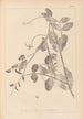 Herbier de la flore française Pl0494 - Louis Antoine Cusin — artwork view