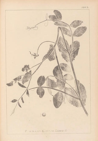 Herbier de la flore française Pl0494 - Louis Antoine Cusin — artwork view
