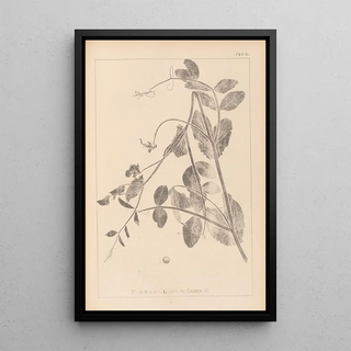 Herbier de la flore française Pl0494 - Louis Antoine Cusin — framed artwork on a wall