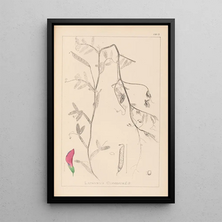 Herbier de la flore française Pl0495 - Louis Antoine Cusin — framed artwork on a wall