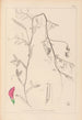 Herbier de la flore française Pl0495 - Louis Antoine Cusin — artwork view