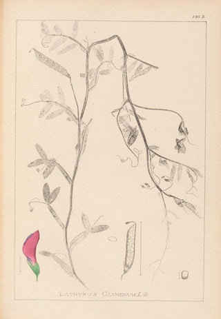 Herbier de la flore française Pl0495 - Louis Antoine Cusin — artwork view