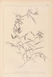 Herbier de la flore française Pl0496 - Louis Antoine Cusin — artwork view