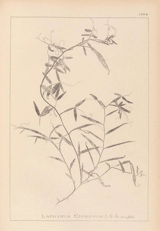 Herbier de la flore française Pl0496 - Louis Antoine Cusin — artwork view
