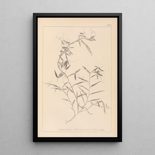 Herbier de la flore française Pl0496 - Louis Antoine Cusin — framed artwork on a wall