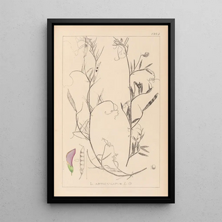 French flora herbarium painting Pl0497 - Louis Antoine Cusin — framed artwork on a wall