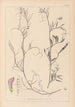 French flora herbarium painting Pl0497 - Louis Antoine Cusin — artwork view