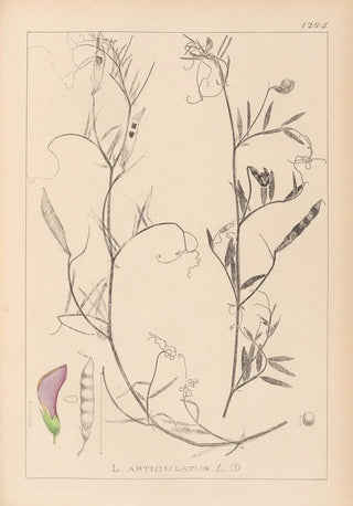 French flora herbarium painting Pl0497 - Louis Antoine Cusin — artwork view