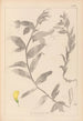 Herbier de la flore française Pl0498 - Louis Antoine Cusin — artwork view