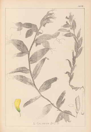 Herbier de la flore française Pl0498 - Louis Antoine Cusin — artwork view